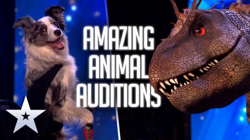 Amazing Animal Auditions From 2022 : Britain's Got Talent