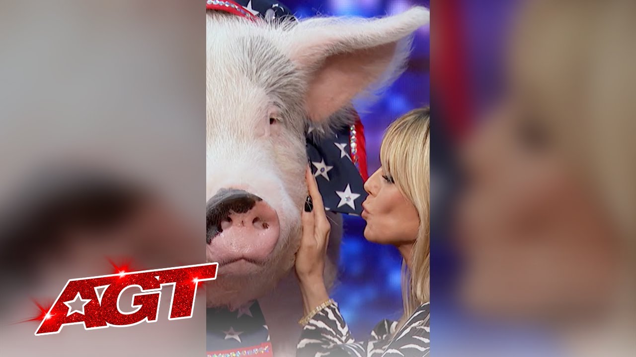 image 0 That Time Heidi Kissed A Pig 🤣✨🐷 : Agt 2021 : #shorts